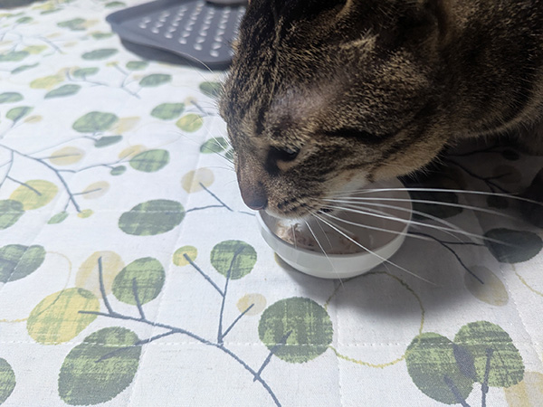 猫スタッフのおやつ風景