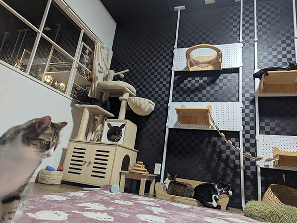 猫スタッフたちの日常風景