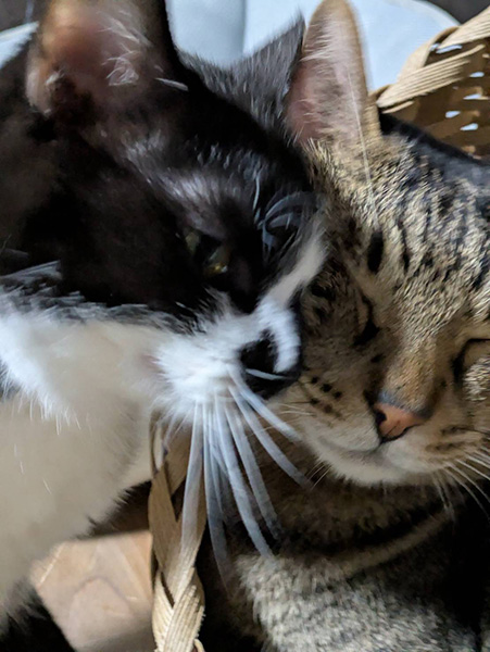 猫スタッフティガーくんとナオくんの写真