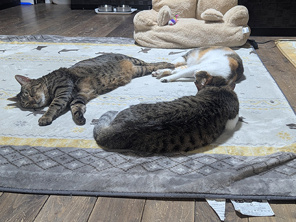 猫たちの寝姿