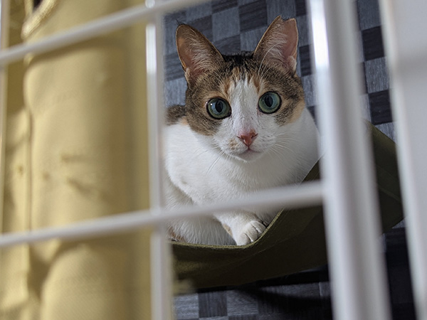 ツグミちゃんの写真