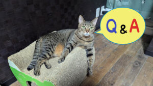 キジトラ猫ティガーくんの写真