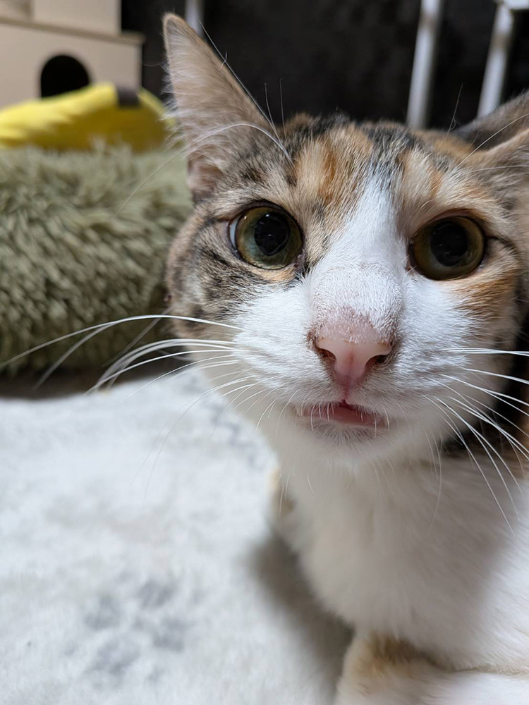 ちゃんこりんの猫スタッフであるレミちゃん