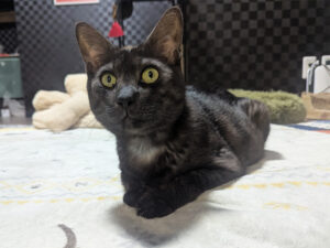 ちゃんこりんの猫スタッフベアーくん