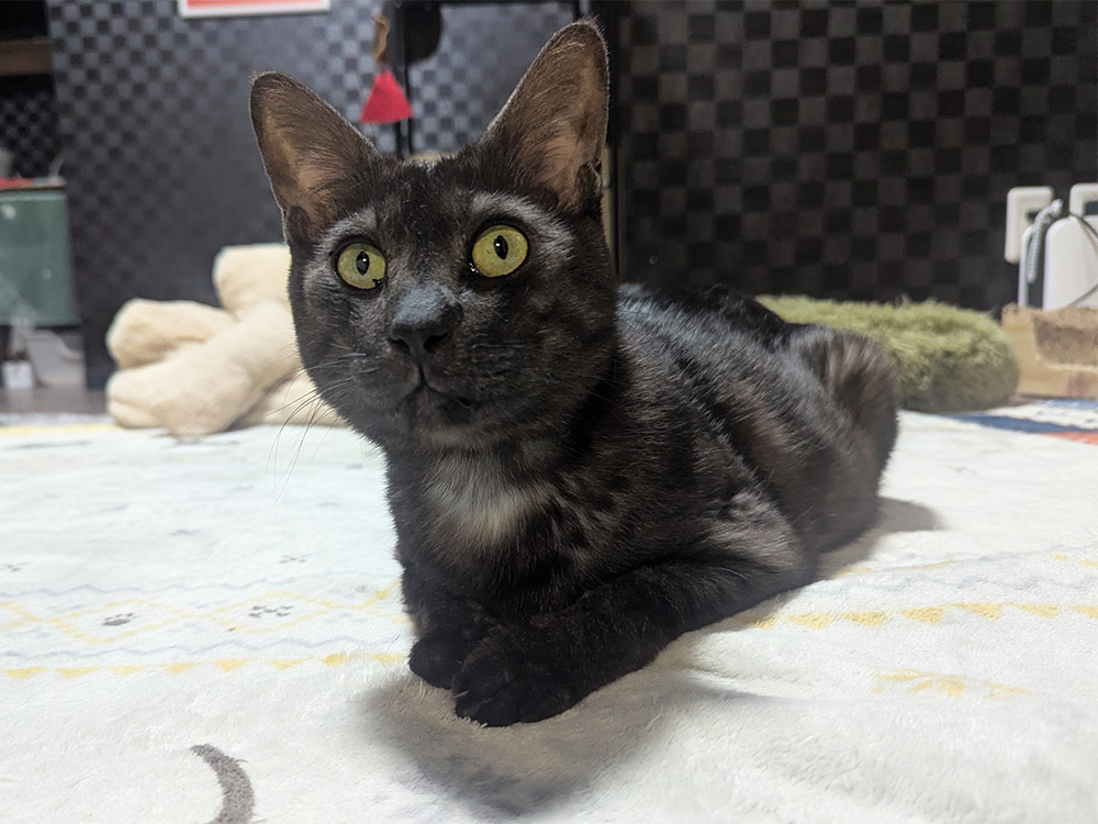 ちゃんこりんの猫スタッフベアーくん