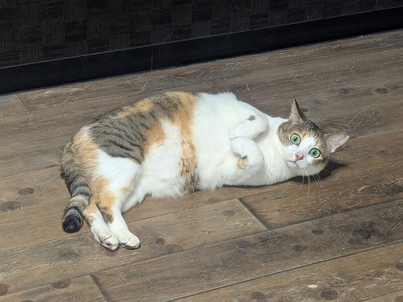 ちゃんこりん猫スタッフのツグミちゃん