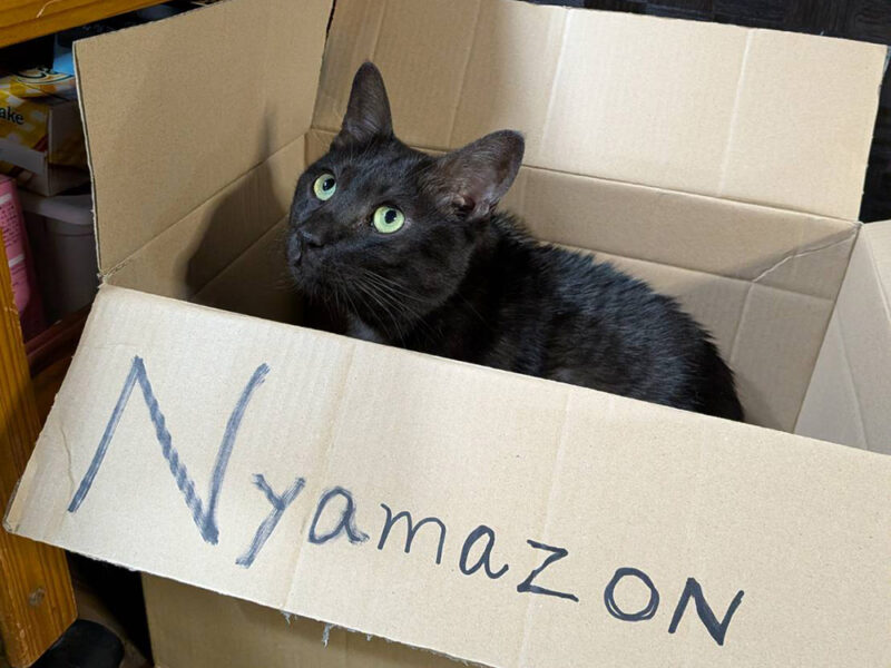 ちゃんこりんの猫スタッフベアー君