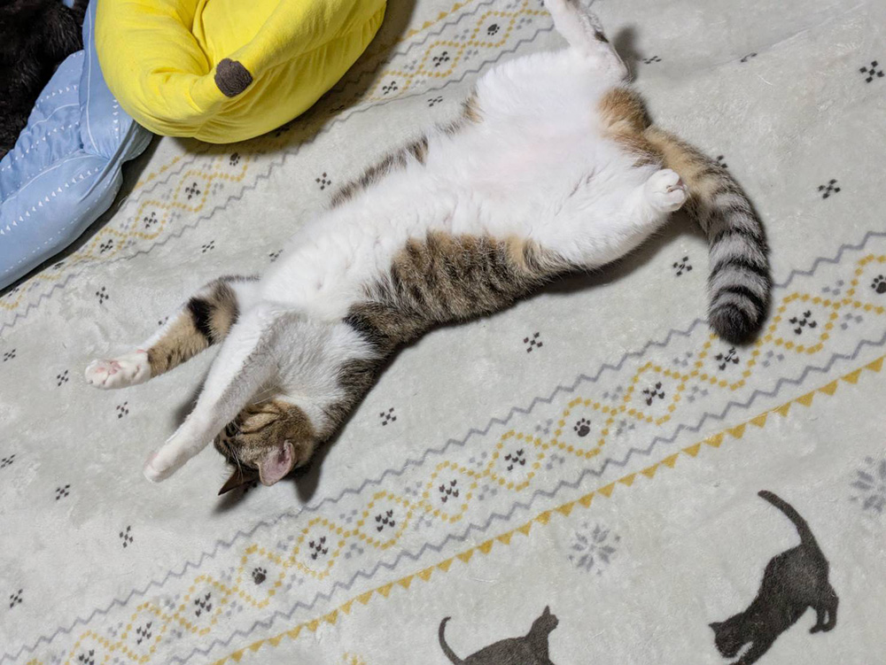 ちゃんこりんの猫スタッフであるナミさん