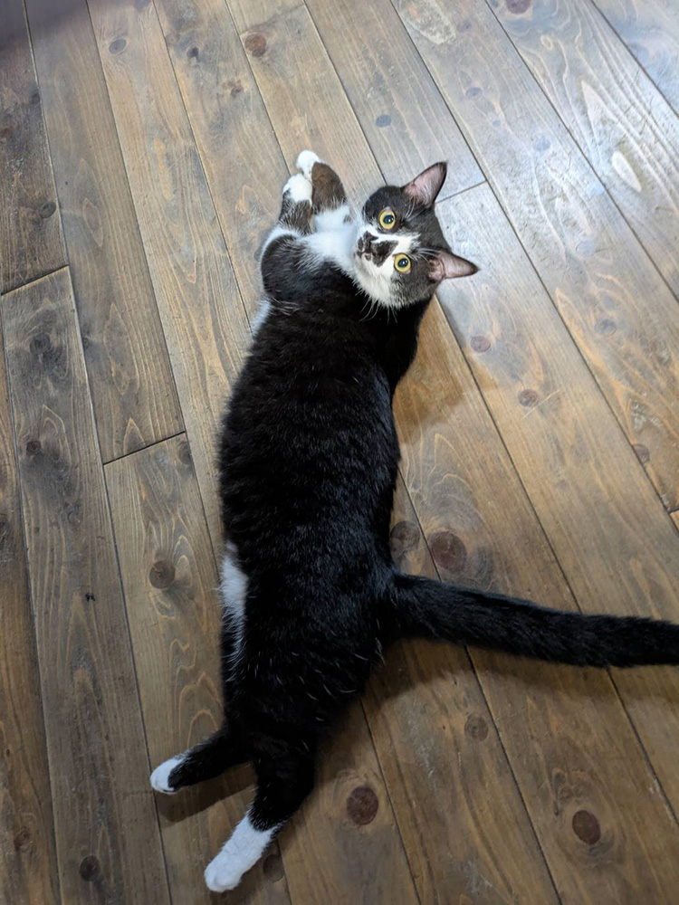 ちゃんこりん猫スタッフのナオ君