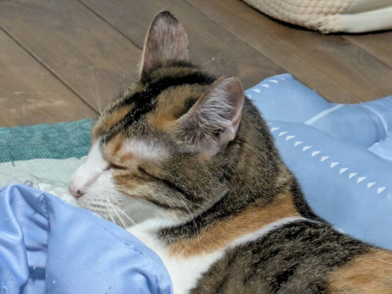 ちゃんこりん猫スタッフのレミちゃん