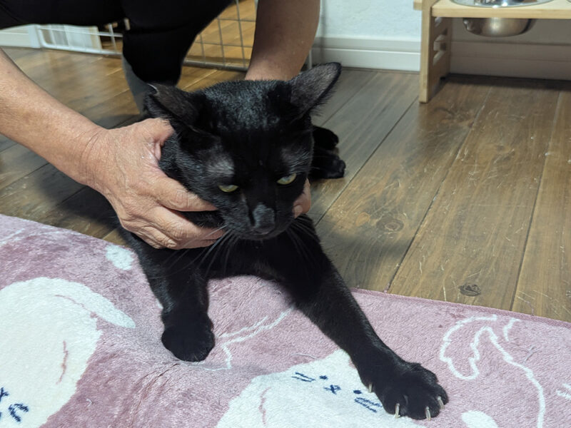 ちゃんこりん猫スタッフのサマー君