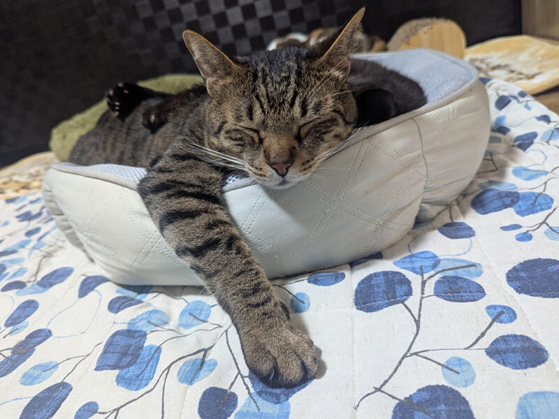 ちゃんこりん猫スタッフのティガー君