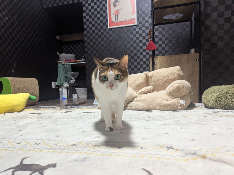 ちゃんこりんの猫スタッフつぐみちゃん