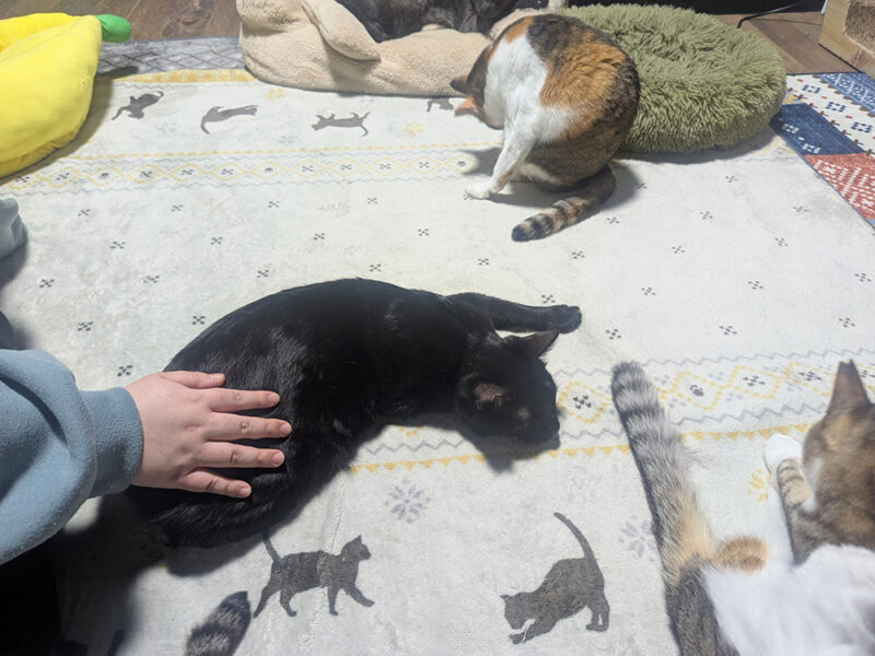 ちゃんこりんの猫スタッフと過ごすところ