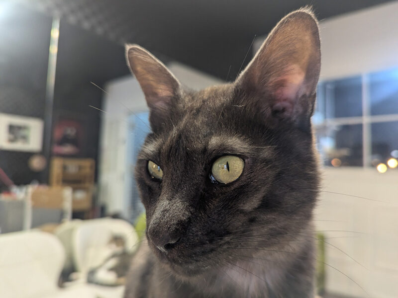 イケメンベアーくんの姿