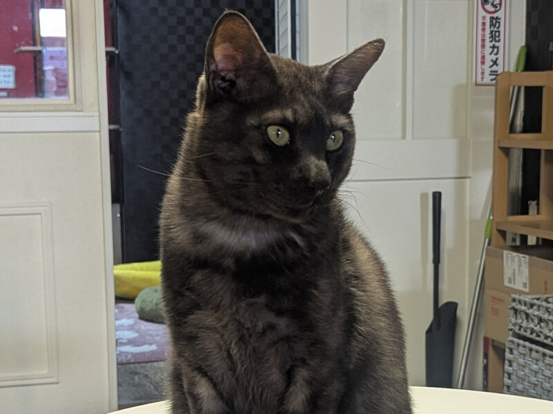 何かを見つけたベアーくんの姿