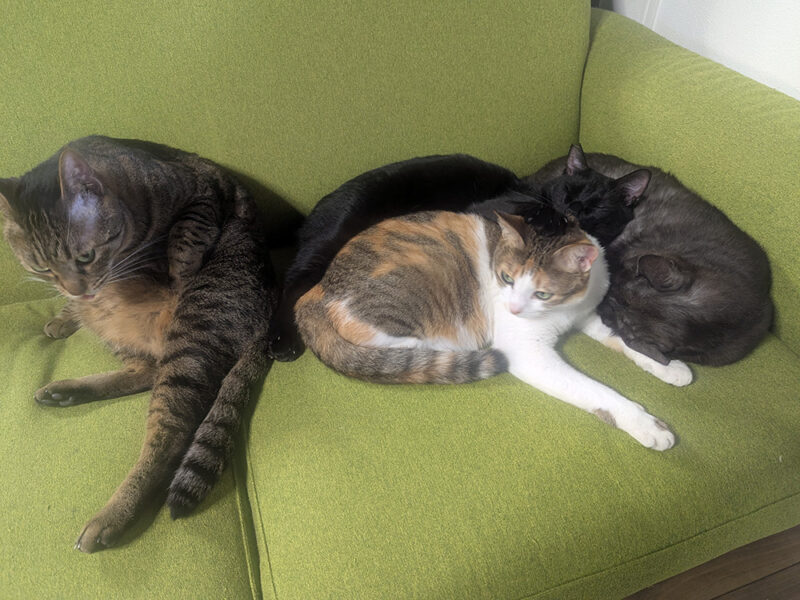 猫スタッフのふれあい写真