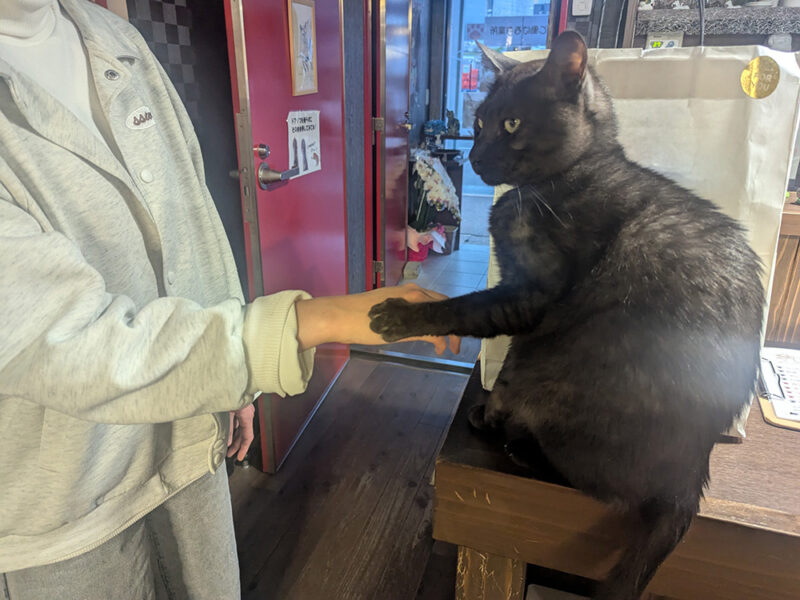 お手をするベアーくん