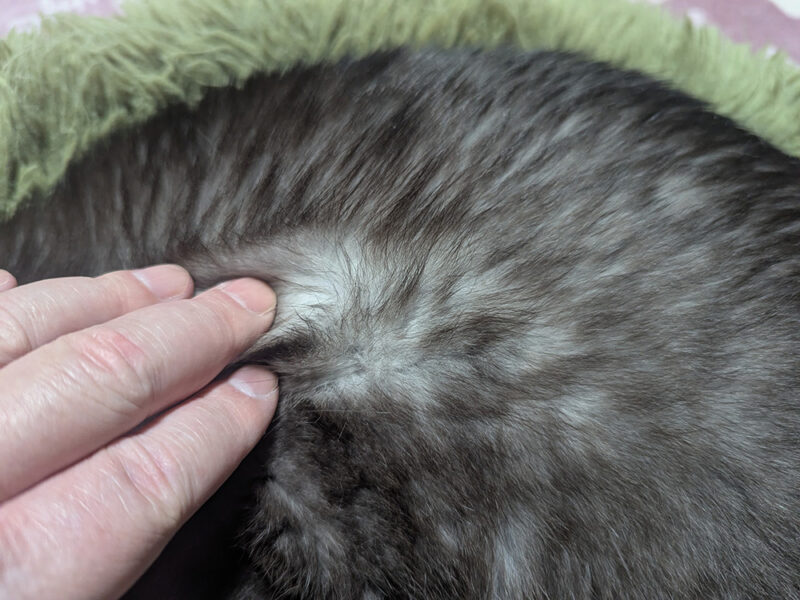 ブラックスモークであるベアーくんの被毛