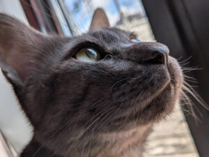 ちゃんこりんの守護神ベアーくんの横顔