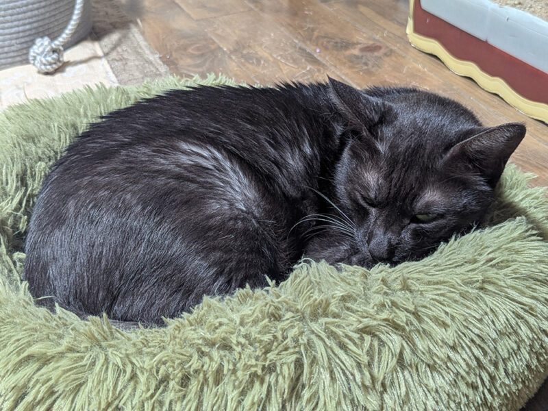 寝ているベアーくんの姿