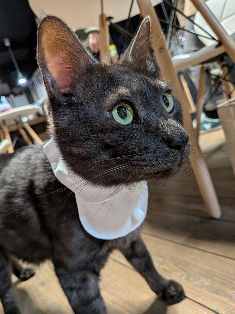 エプロンをつけたベアーくんの姿