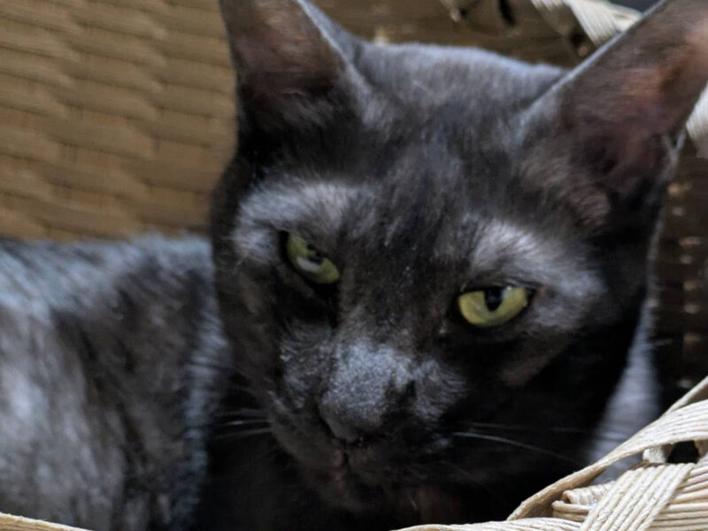 くつろぐ姿もイケメンなベアーくんの姿