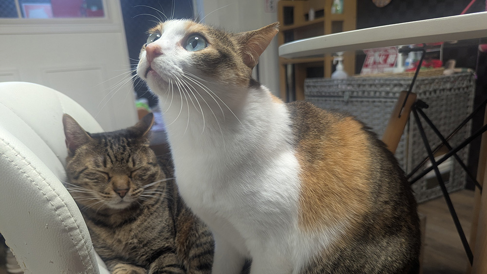 ティガーとツグミ