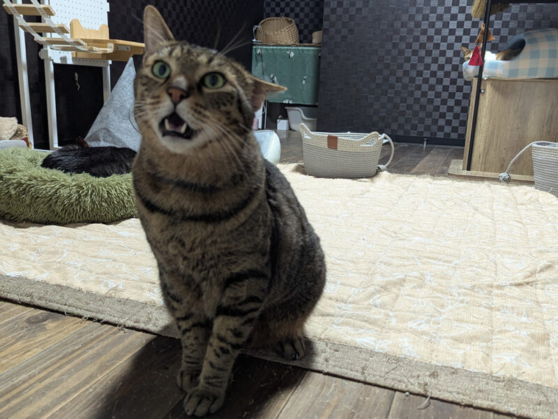 なーんと要求鳴きをするティガーくん