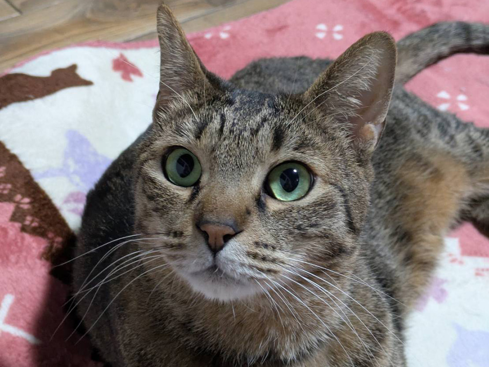 ちゃんこりんの猫スタッフであるティガーくん