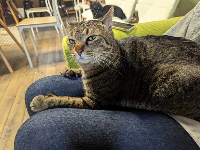 脱走に成功してドヤ顔をするティガーくん