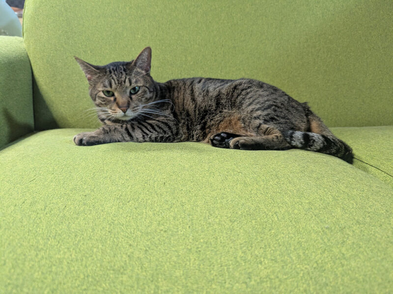 ソファーでドヤ顔をするティガー君