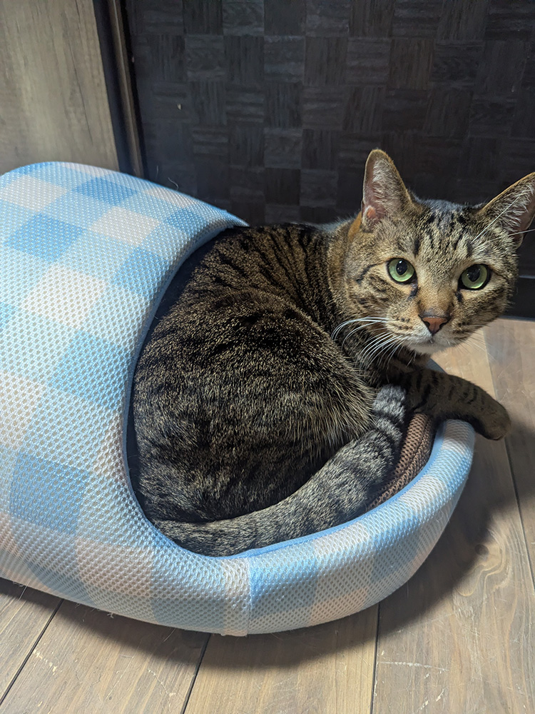 ヤドカリのようになるティガーくん