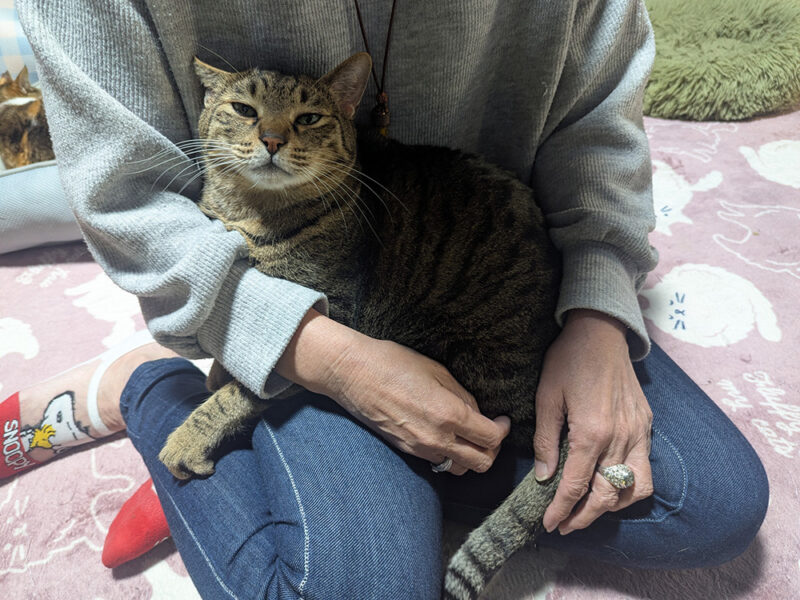 抱っこされるちゃんこりんの猫スタッフであるティガーくん