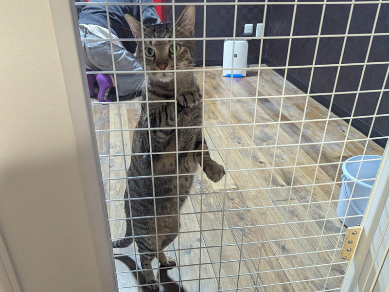 脱走を計画するティガー君