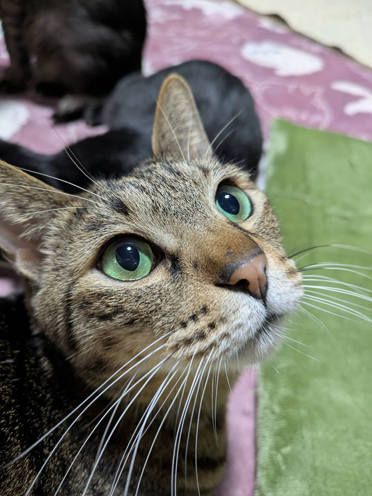 ちゃんこりんの猫スタッフティガーくんのアップ