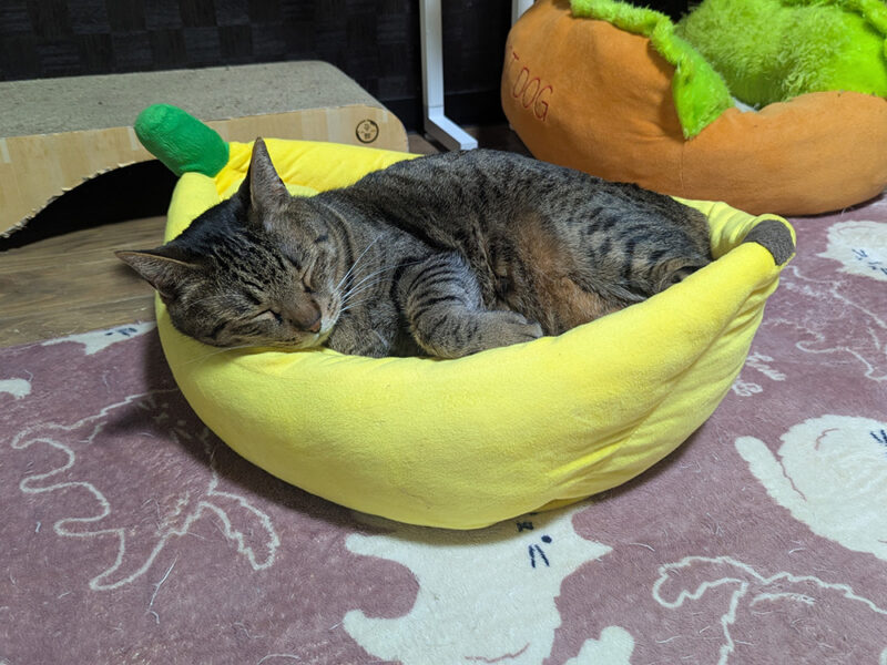 寝ているティガーくん