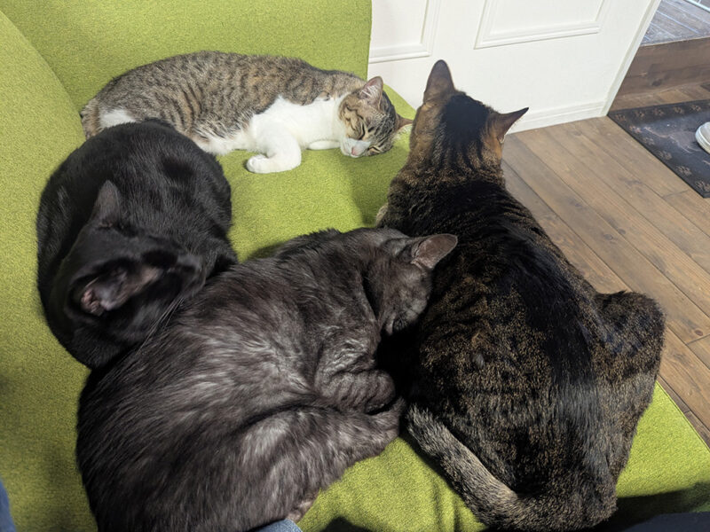 ソファーで休む猫スタッフたち