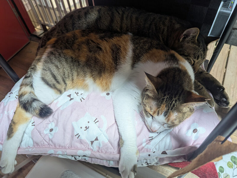 クッションの上で眠るツグミちゃん