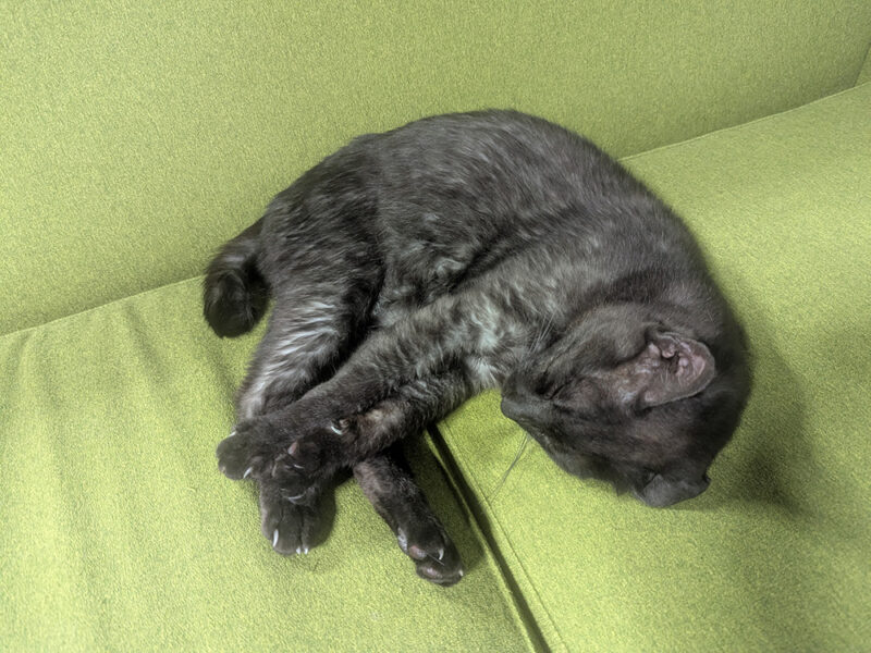 ソファーで横になるベアーくん