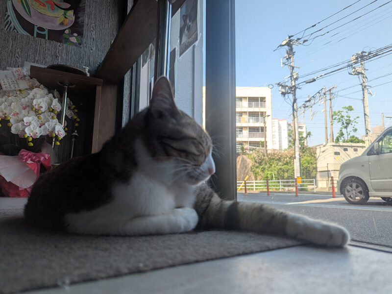 玄関マットの上でくつろぐナミちゃん