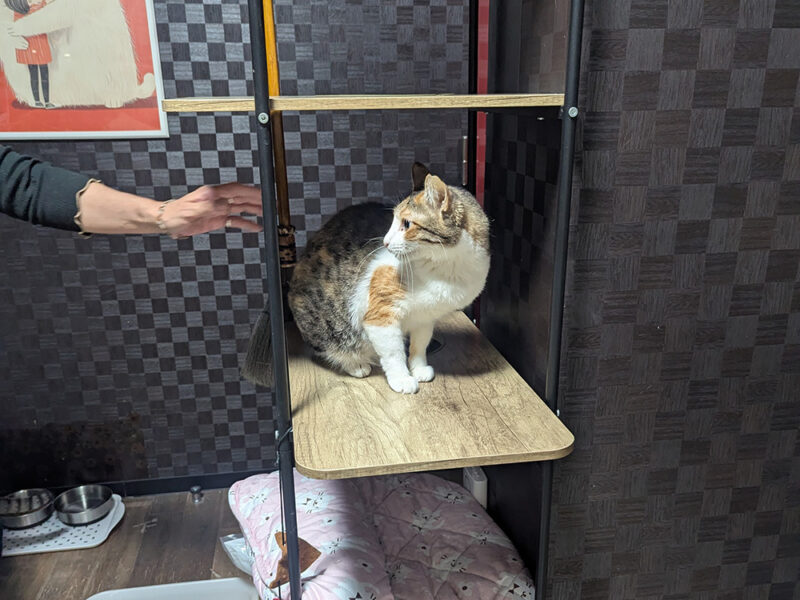 下界に降りてきたレミちゃん