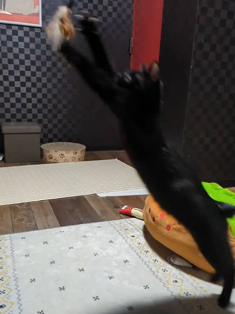 おもちゃで遊ぶサマーくん