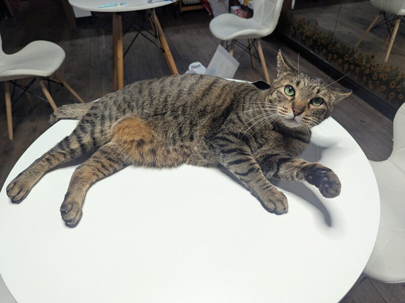 テーブルの上でドヤ顔をするティガーくん