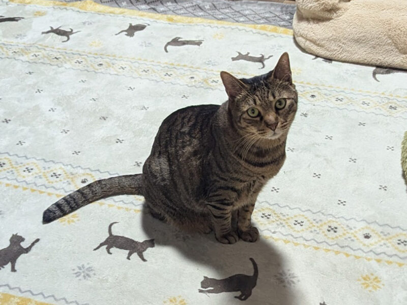 猫部屋で佇むティガーくん