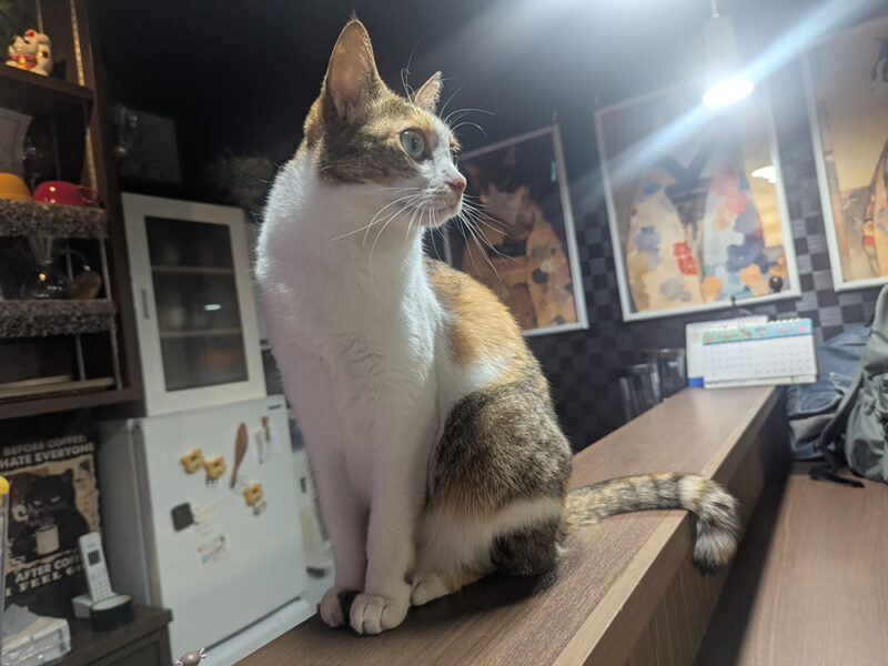 パトロールするツグミちゃん