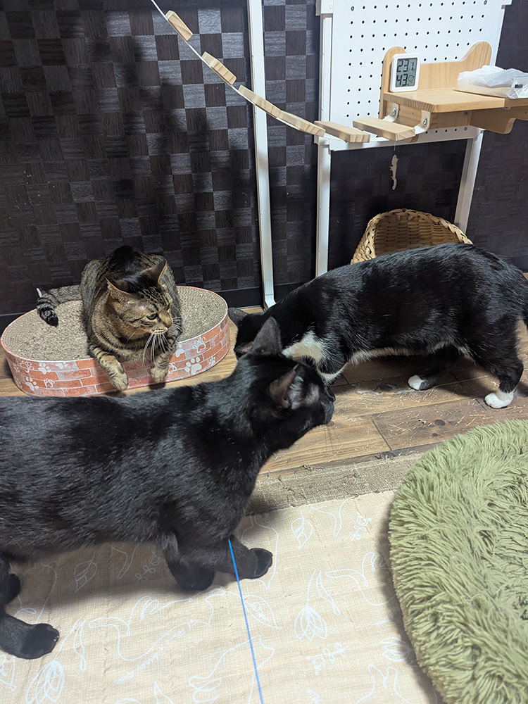 プチ猫会議を開く猫スタッフたち