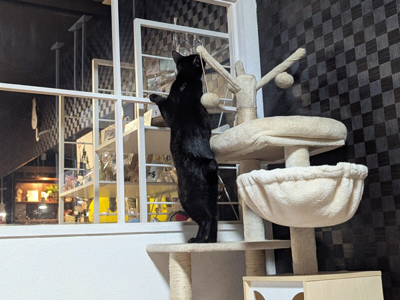背伸びするサマーくん