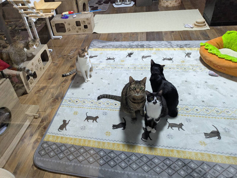 こちらを見つめる猫スタッフたち