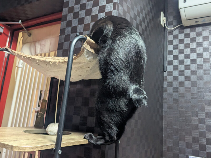 キャットタワーにのぼるサマーくん